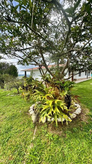 Finca Con Vistas Al Lago Calima Villa Dış mekan fotoğraf